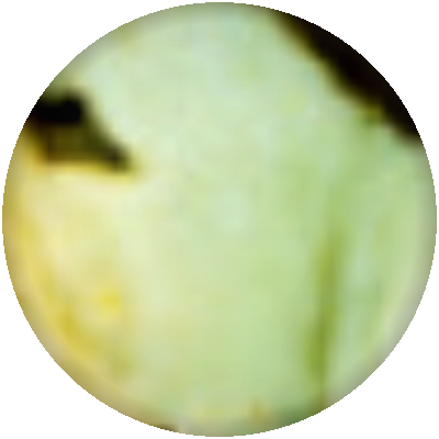Παγωτό Φυστίκι (Pistachio)